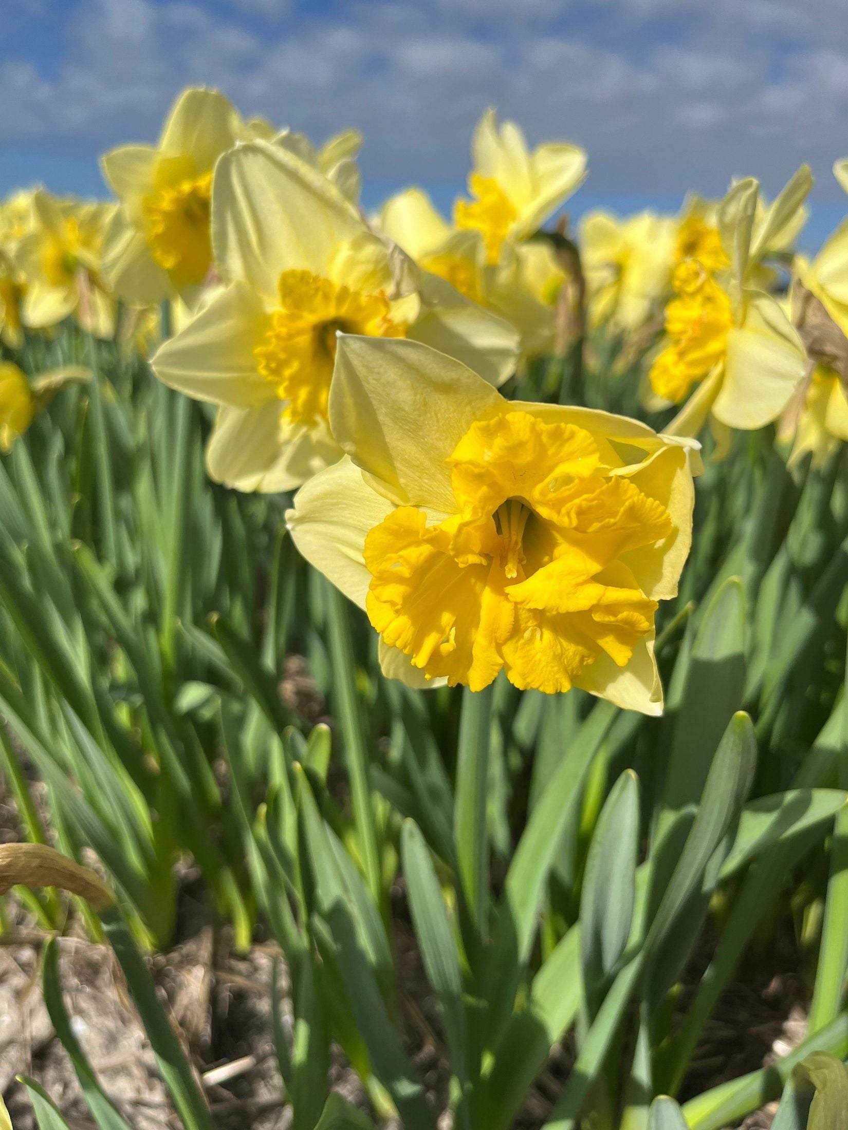 Narcissus 'Beowulf'