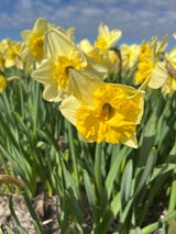 Narcissus 'Beowulf'