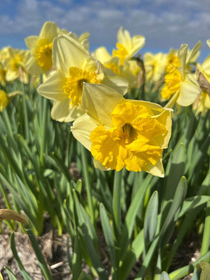 Narcissus 'Beowulf'