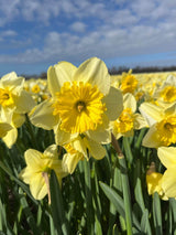 Narcissus 'Beowulf'