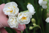 Narcissus 'Bridal Crown'