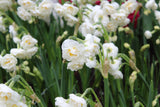 Narcissus 'Bridal Crown'