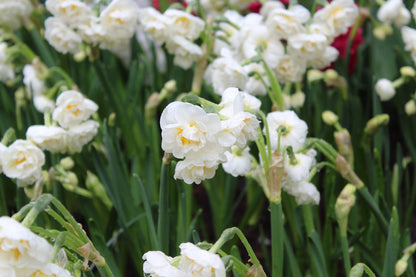 Narcissus 'Bridal Crown'
