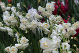 Narcissus 'Bridal Crown'