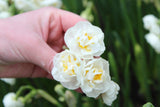 Narcissus 'Bridal Crown'