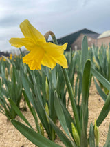 Narcissus 'Carlton'