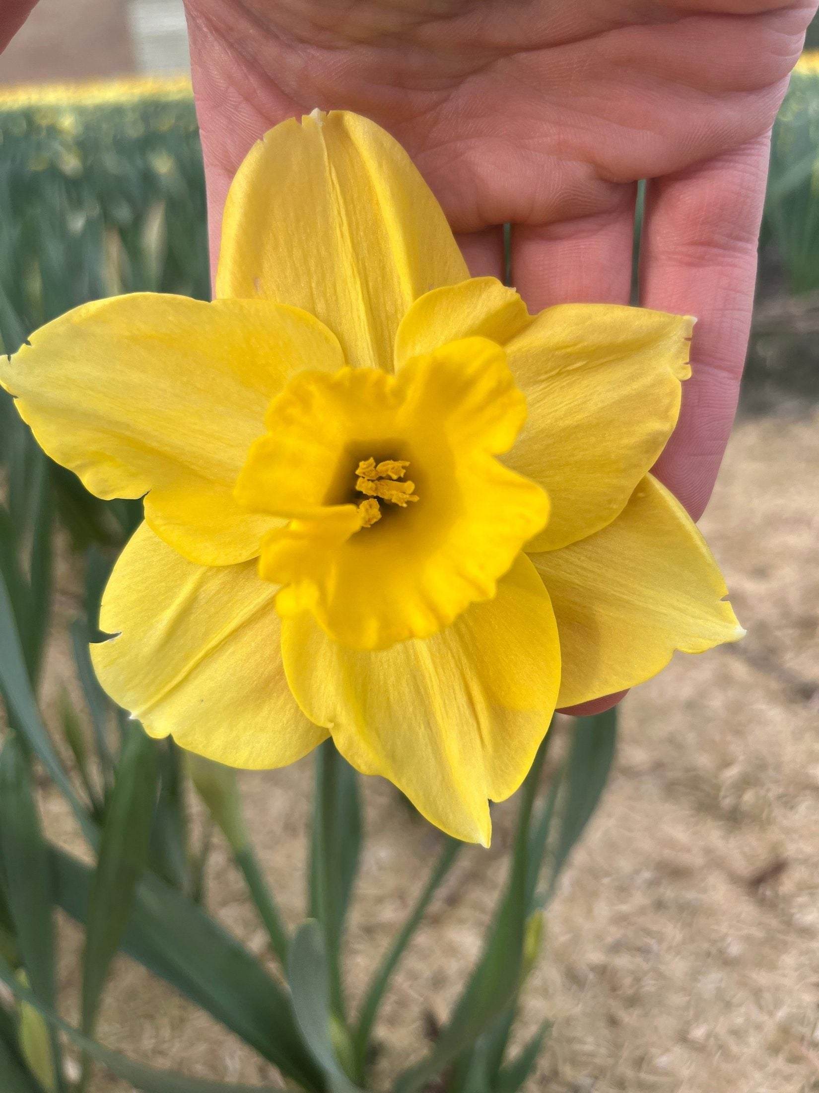 Narcissus 'Carlton'