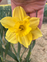 Narcissus 'Carlton'