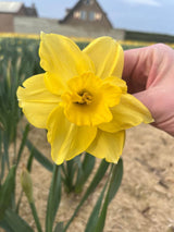 Narcissus 'Carlton'