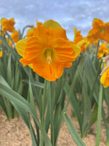 Narcissus 'Coral Crown'