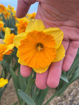 Narcissus 'Coral Crown'