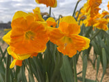 Narcissus 'Coral Crown'