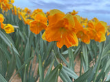 Narcissus 'Coral Crown'