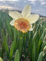 Narcissus 'Dolly Mollinger'