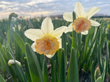 Narcissus 'Dolly Mollinger'