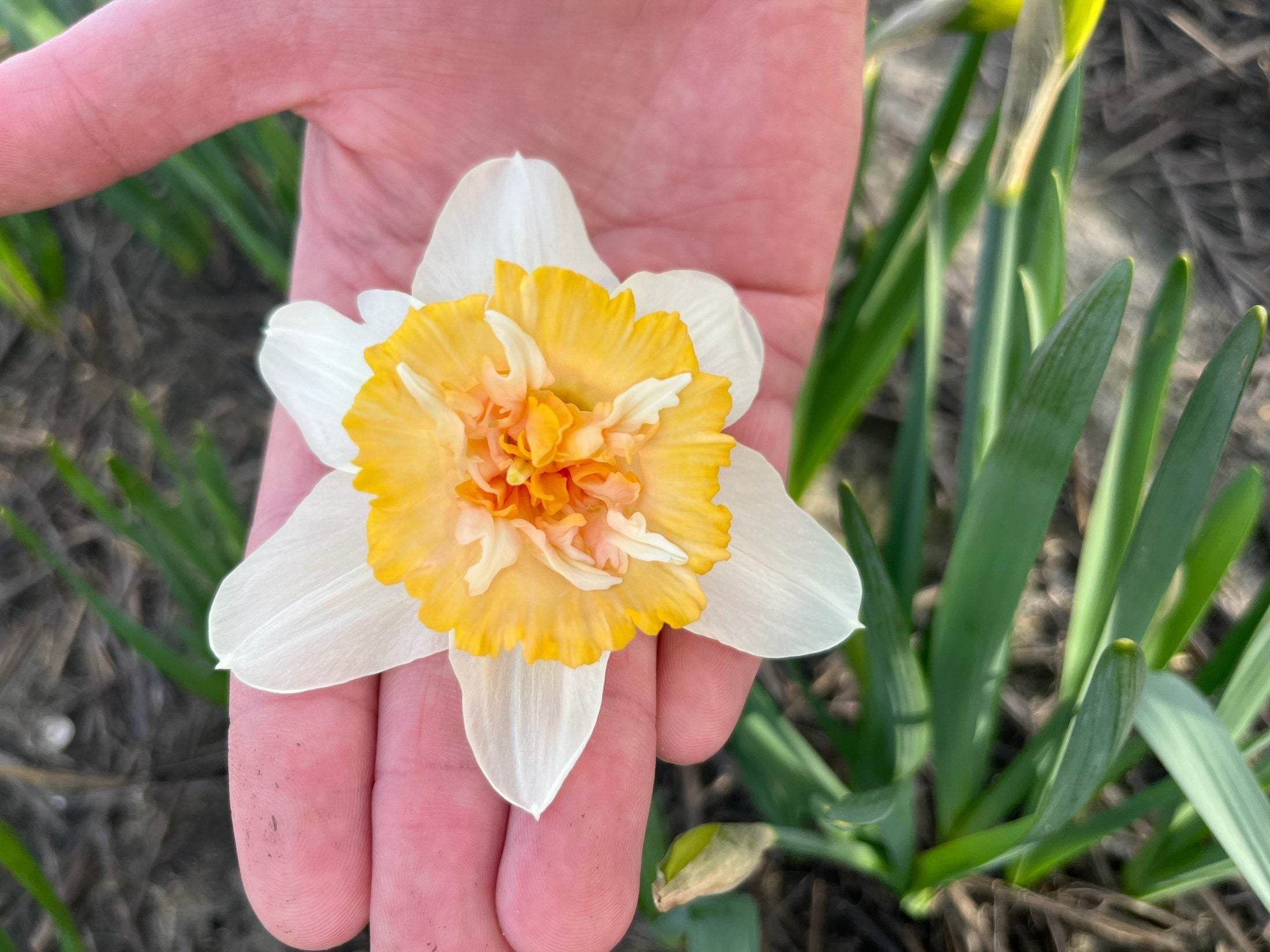 Narcissus 'Dolly Mollinger'