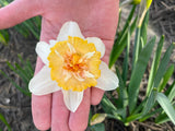 Narcissus 'Dolly Mollinger'