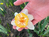 Narcissus 'Dolly Mollinger'