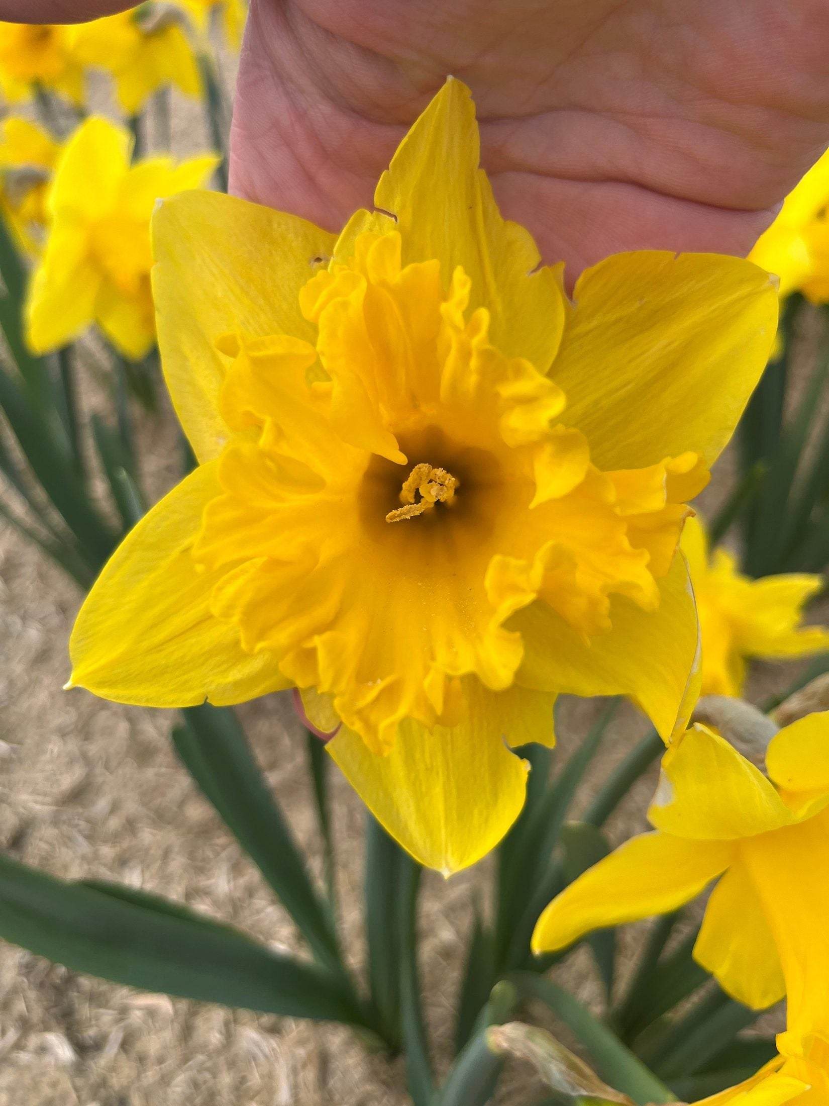 Narcissus 'Dutch Master'