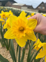 Narcissus 'Dutch Master'