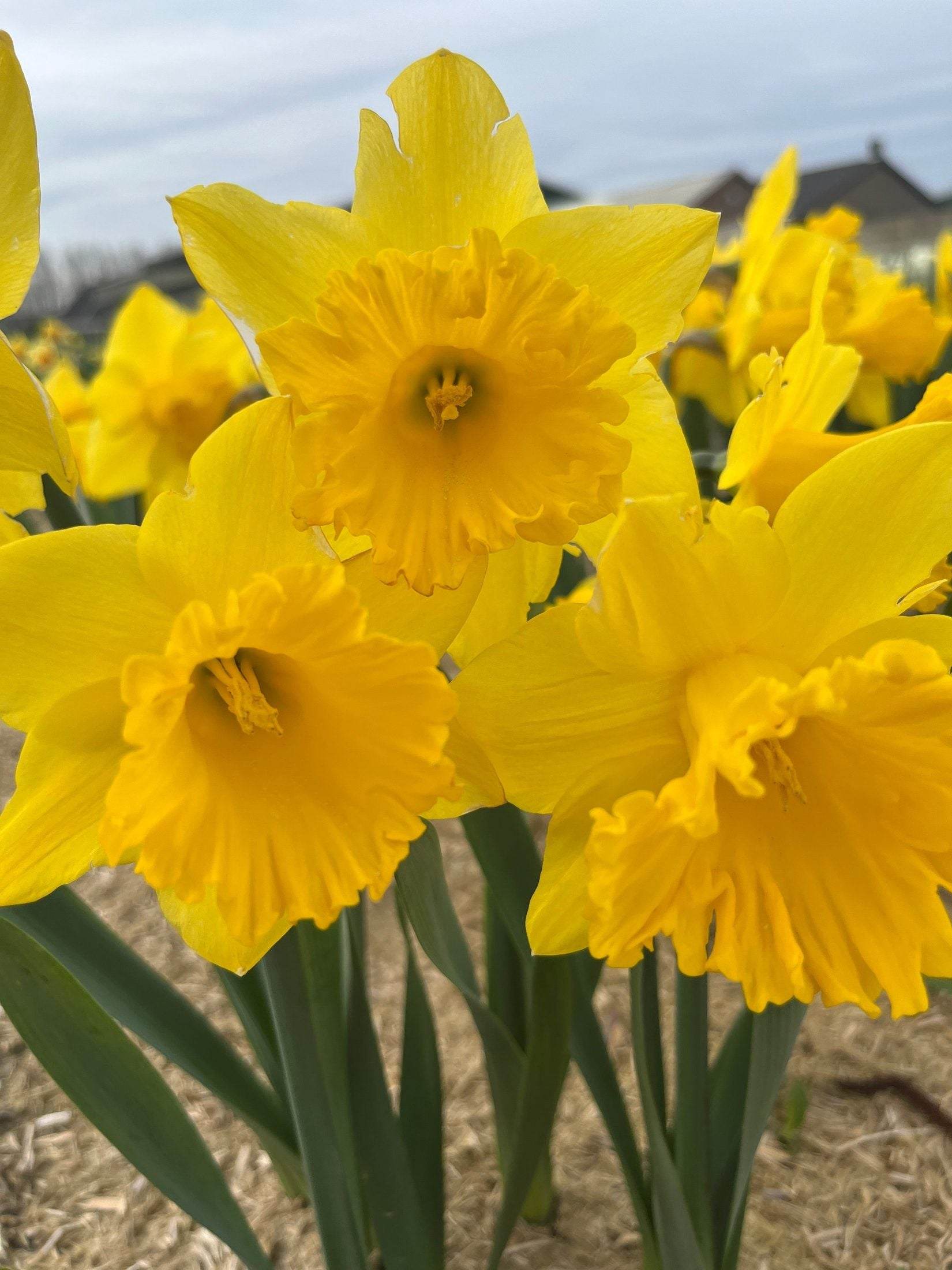 Narcissus 'Dutch Master'