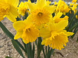 Narcissus 'Dutch Master'