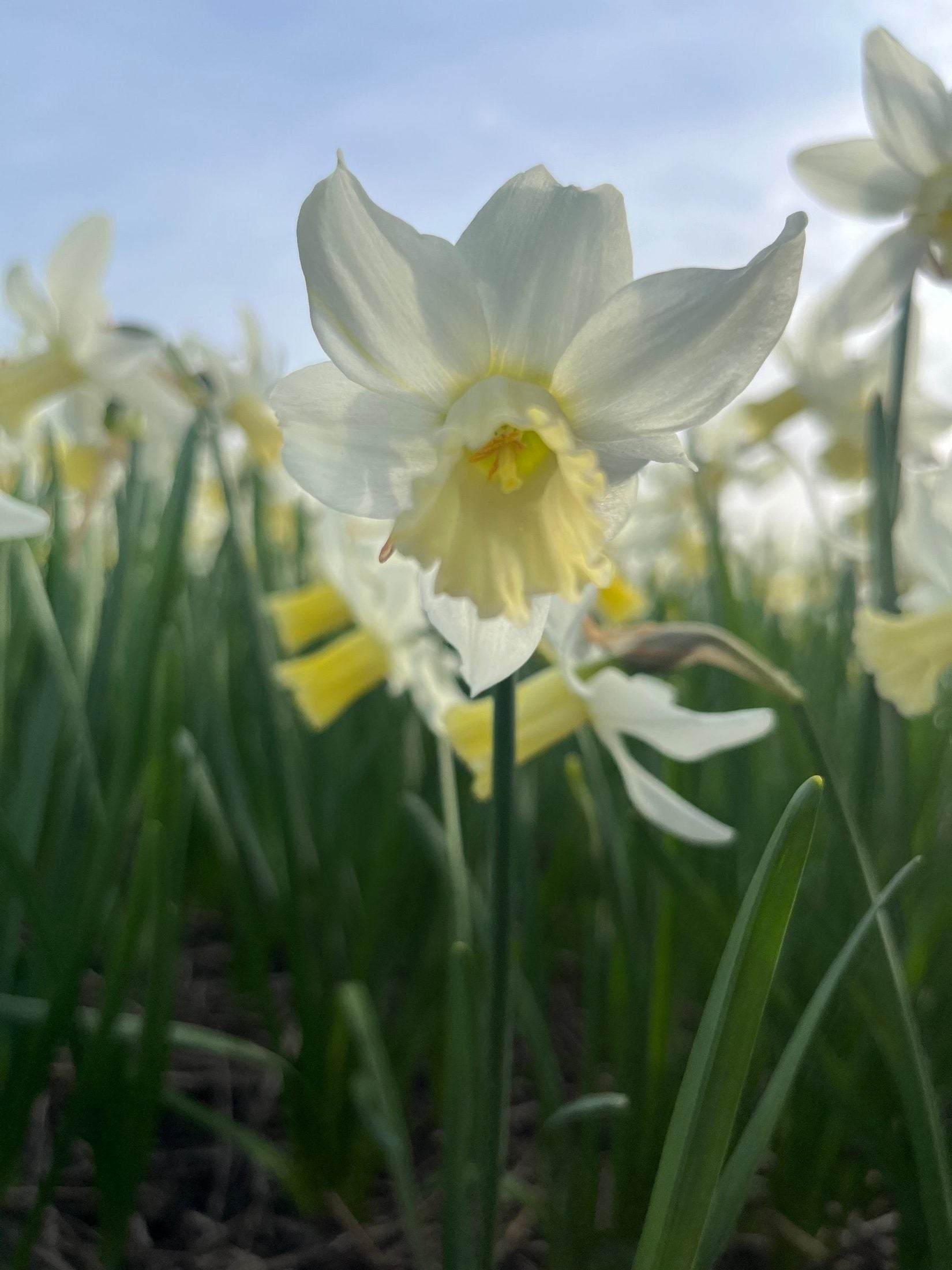 Narcissus 'Elka'