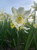 Narcissus 'Elka'