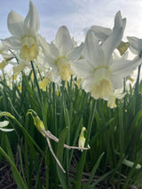 Narcissus 'Elka'