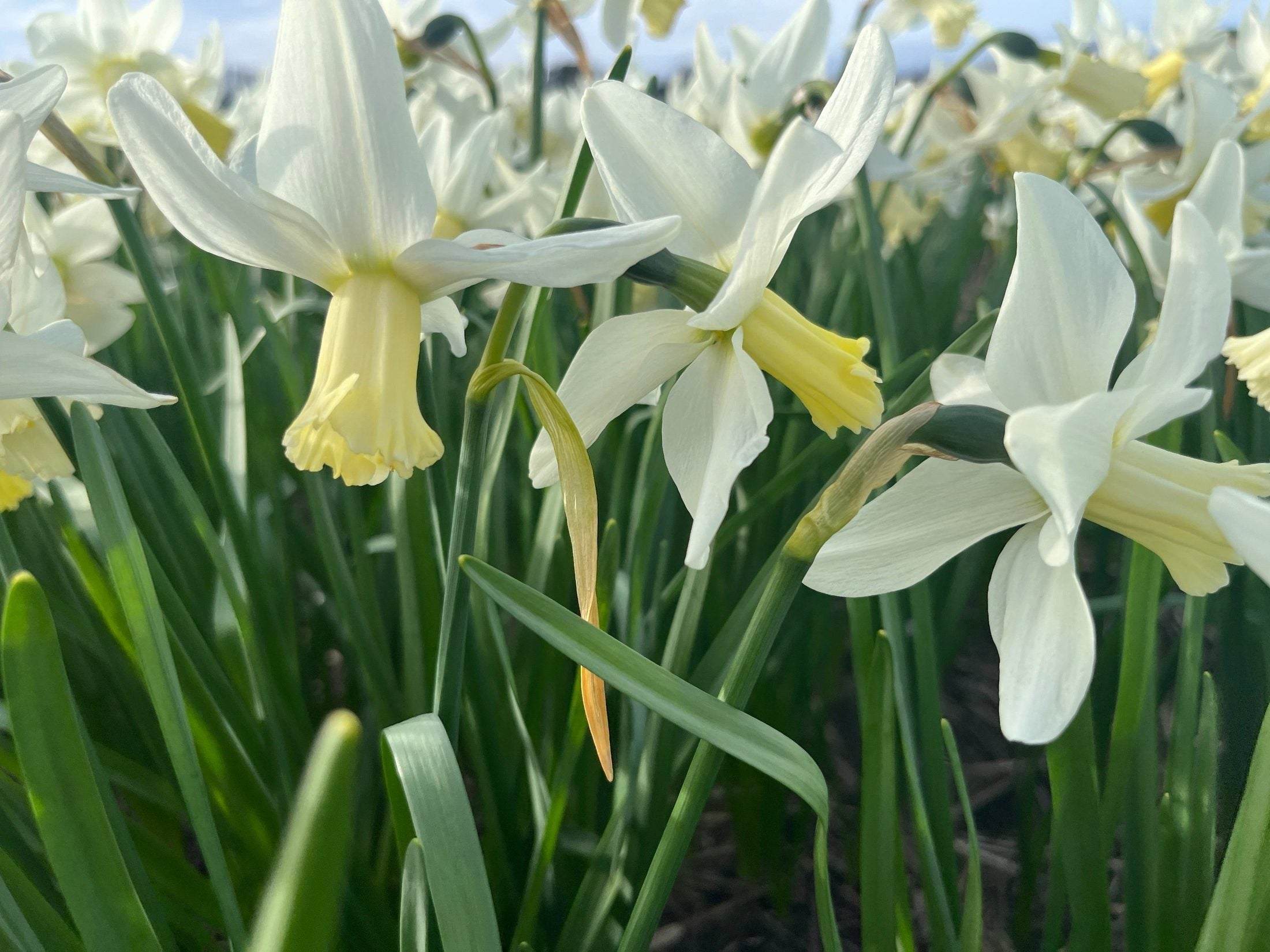 Narcissus 'Elka'