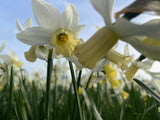 Narcissus 'Elka'
