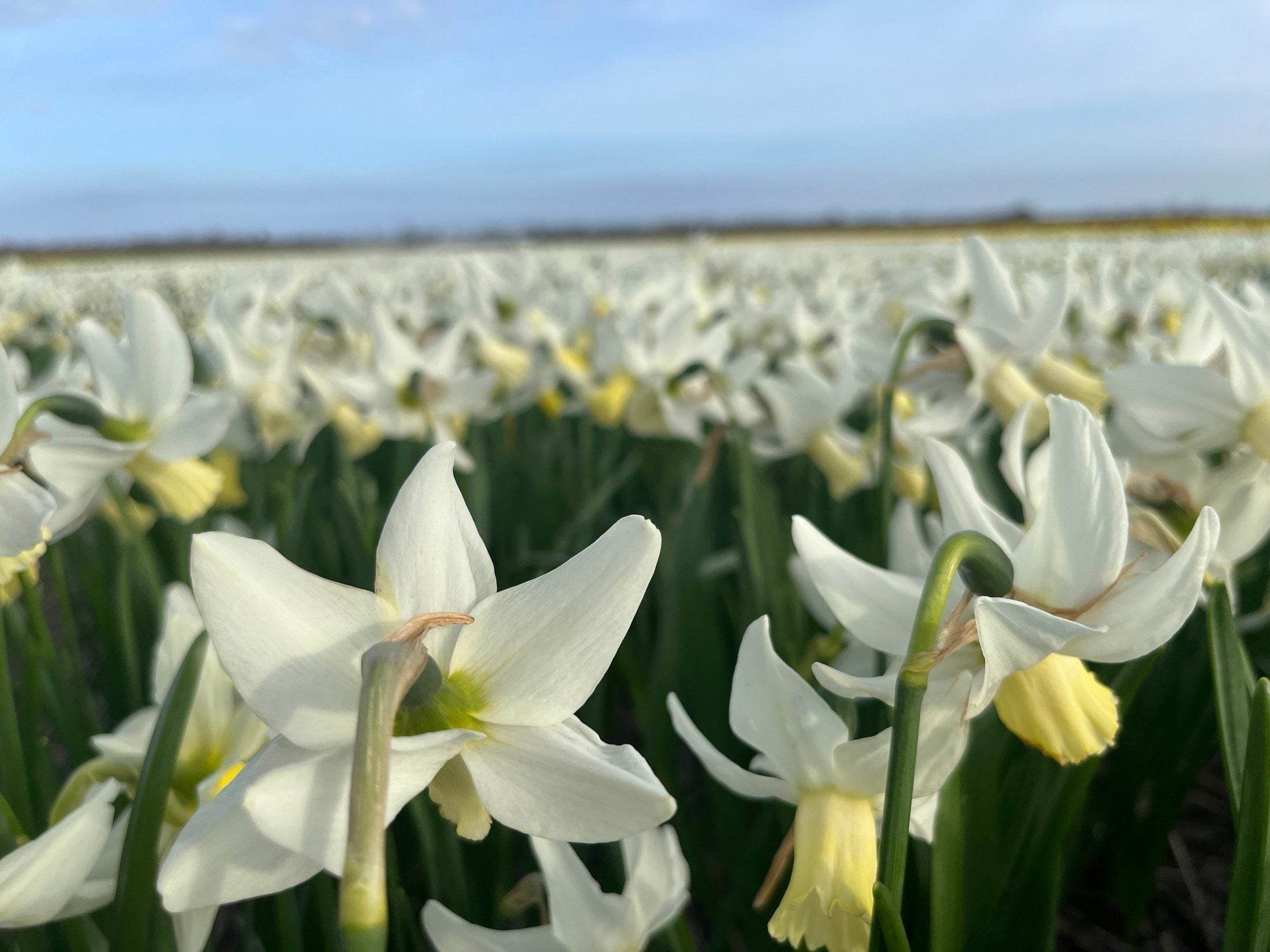 Narcissus 'Elka'