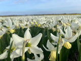Narcissus 'Elka'
