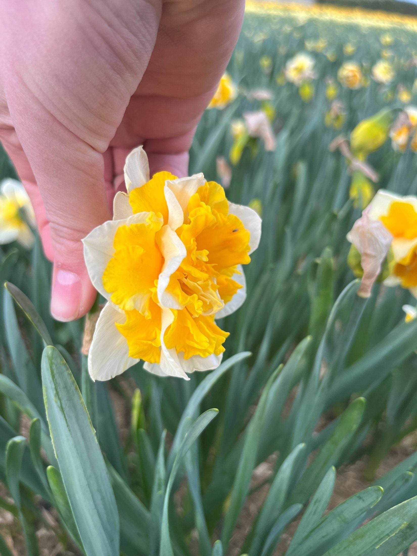 Narcissus 'Flower Parade'