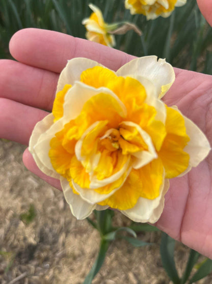Narcissus 'Flower Parade'