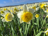 Narcissus 'Full House'