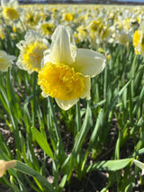 Narcissus 'Full House'