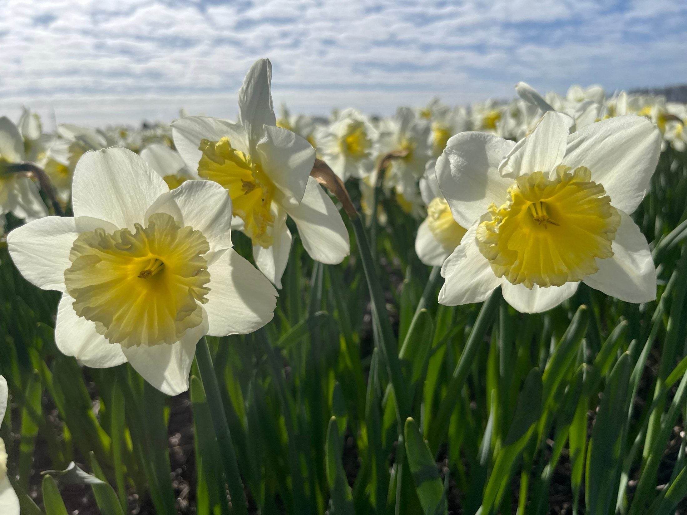 Narcissus 'Ice Follies'