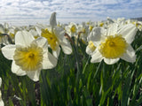 Narcissus 'Ice Follies'