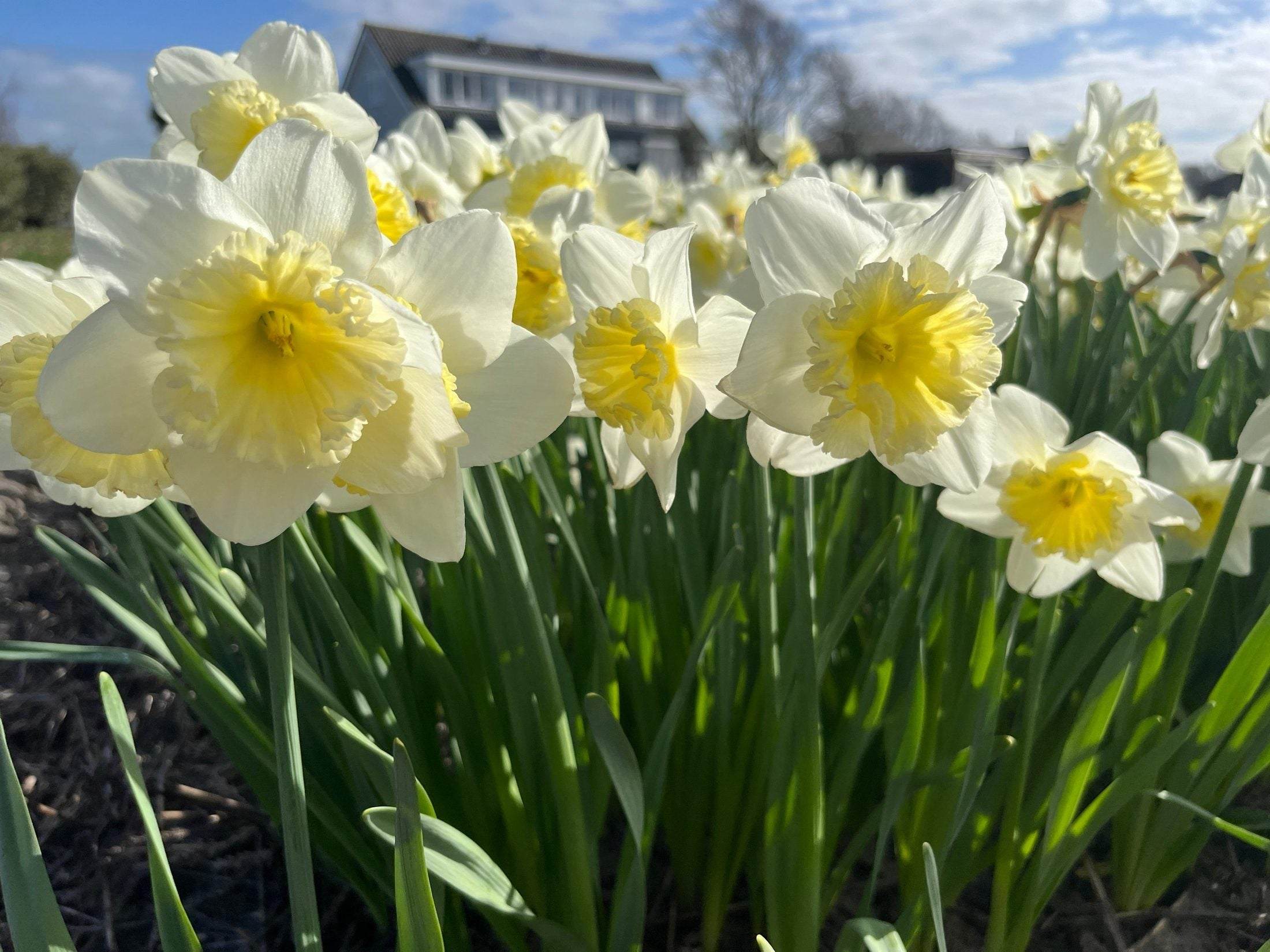Narcissus 'Ice Follies'