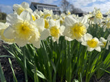 Narcissus 'Ice Follies'