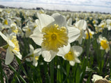 Narcissus 'Ice Follies'