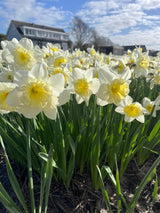 Narcissus 'Ice Follies'