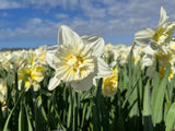 Narcissus 'Ice King'