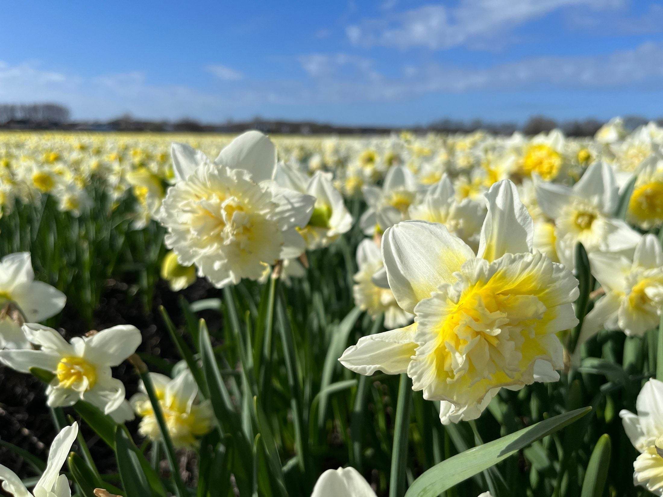 Narcissus 'Ice King'
