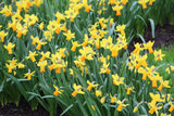 Narcissus 'Jetfire'
