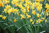 Narcissus 'Jetfire'