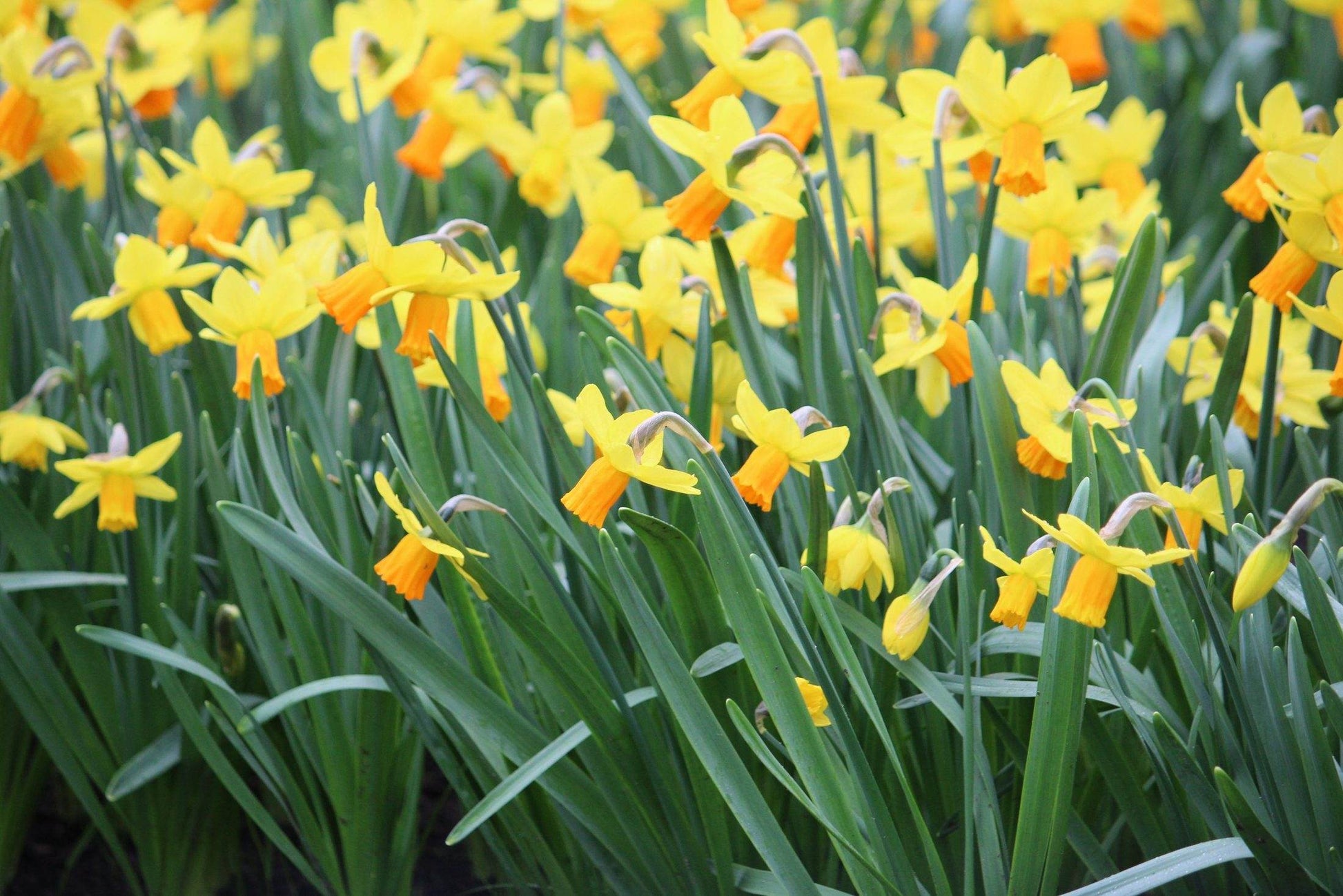 Narcissus 'Jetfire'