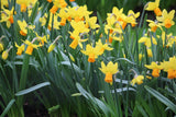 Narcissus 'Jetfire'