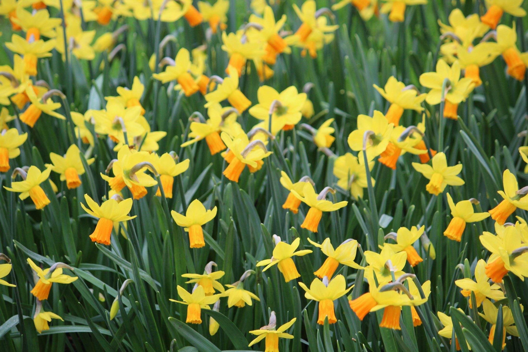 Narcissus 'Jetfire'